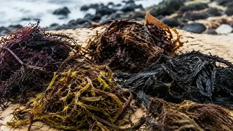 Dried limu seaweed laid out on a woven mat in a coastal Hawaiian setting, natural and unprocessed