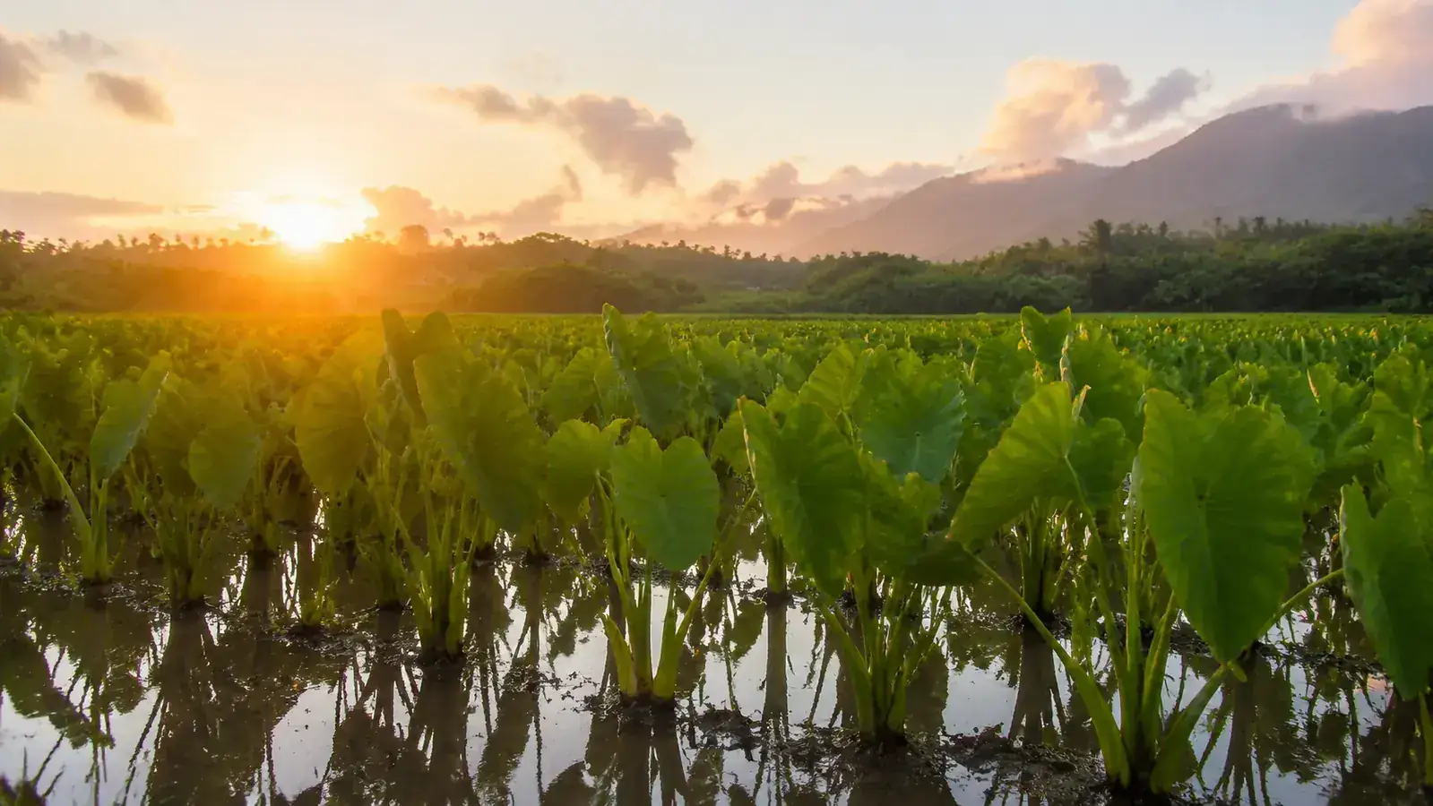 Hawaiian taro plant growing in flooded kalo patch, lush green leaves reflecting morning light