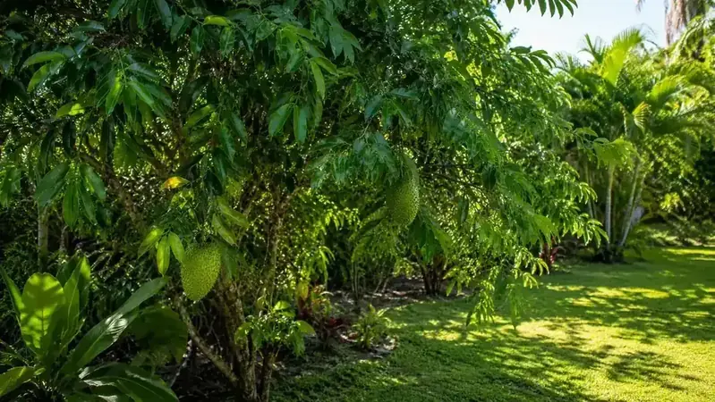 A soursop tree with large glossy leaves growing in a tropical backyard, sunlight catching the leaves