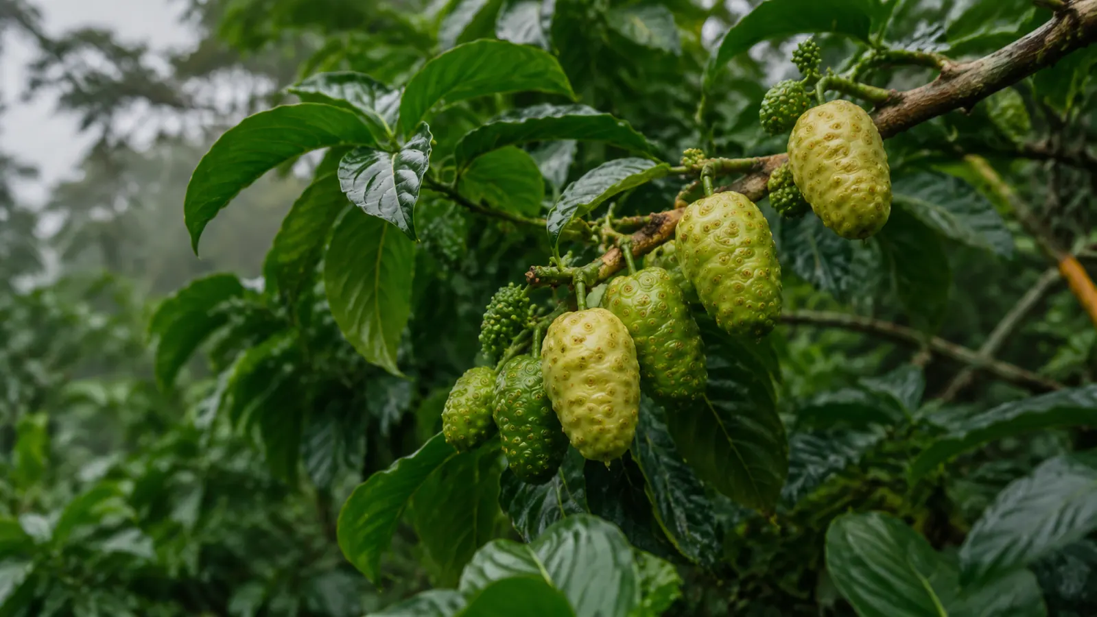 Noni fruit growing on a tree branch with green leaves in a tropical Hawaiian setting